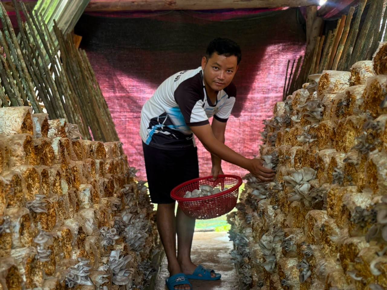 A young mushroom grower harvesting produce